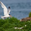 Sterne élégante femelle sur l’île de Normoutier